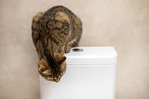 istock tabby cat in bathroom on wc tank or in sink 1484841013