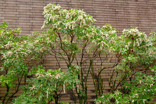 Pieris japonica, also called Japanese andromeda and Japanese pieris, is a broadleaf evergreen shrub, featuring drooping clusters of lily-of-the-valley-like flowers in early spring. Many cultivars are available, featuring flowers in various shades of white, pink and deep rose. The plant is poisonous if consumed by people or animals.