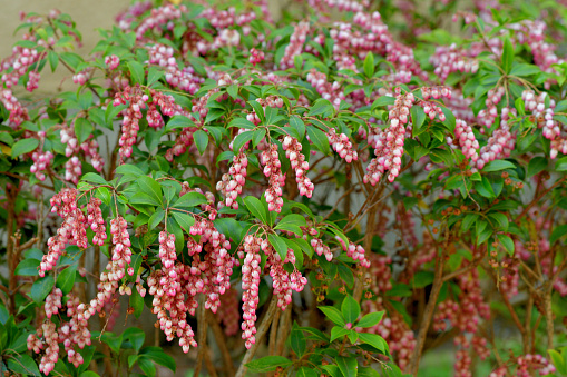 Pieris japonica, also called Japanese andromeda and Japanese pieris, is a broadleaf evergreen shrub, featuring drooping clusters of lily-of-the-valley-like flowers in early spring. Many cultivars are available, featuring flowers in various shades of white, pink and deep rose. The plant is poisonous if consumed by people or animals.