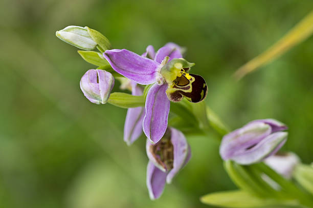 Bee Orchid (Orchis Apifera) stock photo