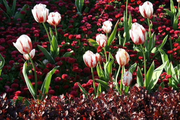 belles fleurs dans le jardin d’ornement devant la mairie - lady tulip photos et images de collection