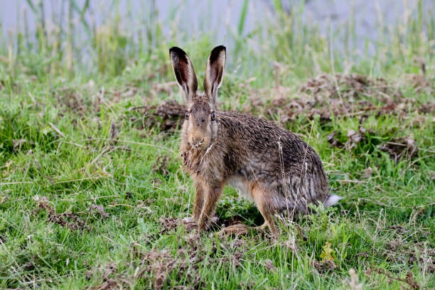 istock Hare in grass field looks straight into the lens 1484842745