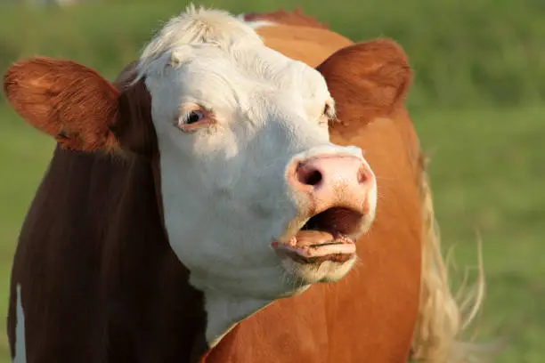 A red-and-white cow with a white head moos in the sun. The open mouth makes it seem as if the beast is calling something to someone