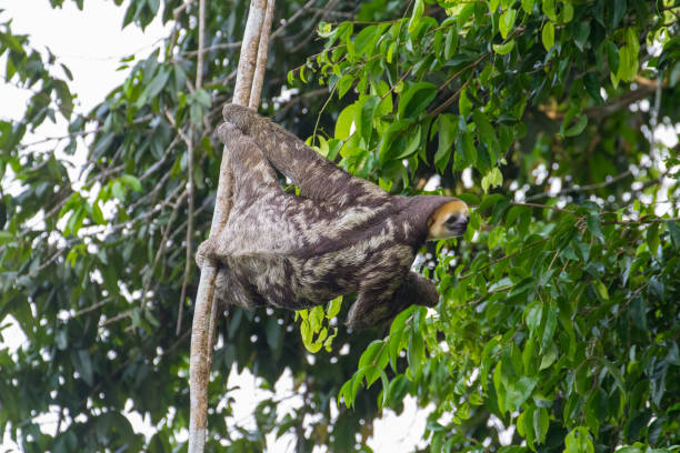 istock A three-toe sloth tries to reach a branch 1484842901