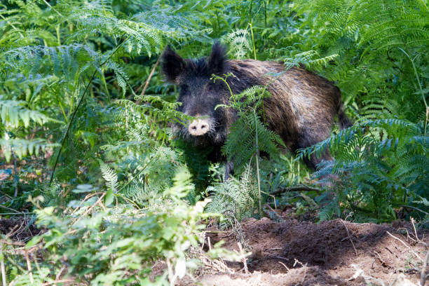 wild boar hunting trophy on wall