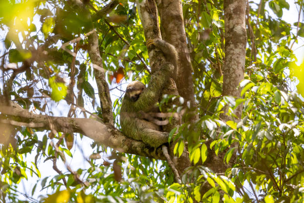 istock A baby three-toed sloth holds on tightly to a tree trunk. 1484843115