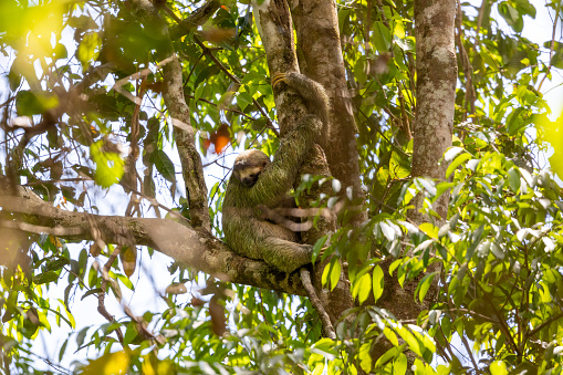 A baby three-toed sloth sits on a tree branch, holding on tightly to the tree with its arms