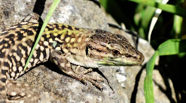 istock Close up of Italian wall lizard 1484843225