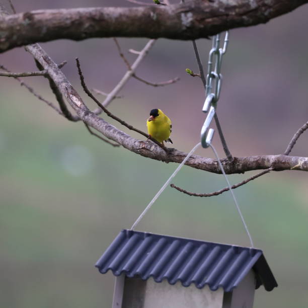istock American Goldfinch 1484843291