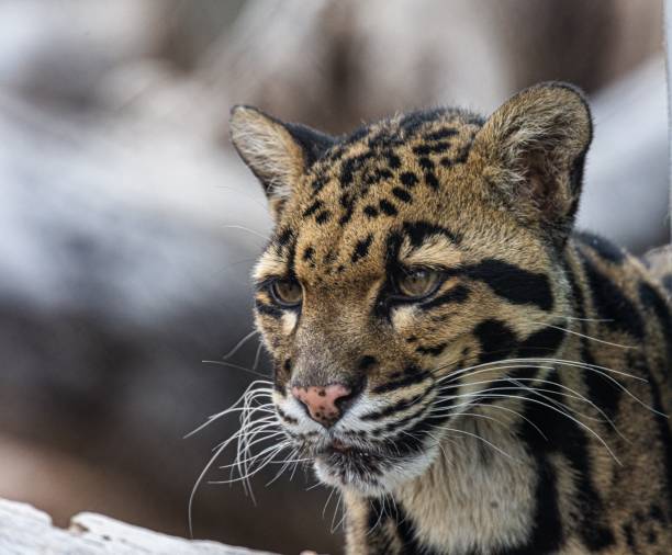 istock Close up of a Formosan clouded leopard gazing intently 1484843472