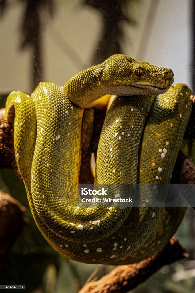 Striking Green Tree Python Curled Around Its Tail On A Tree Branch ...