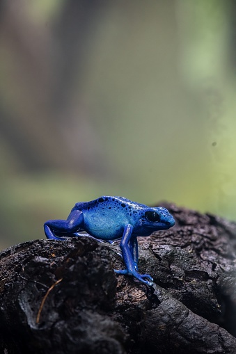 A vibrant blue poison dart frog perched on a grey rock