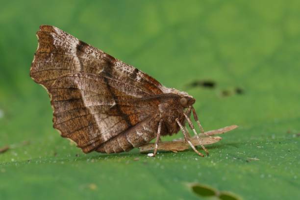 Closeup on the European early thorn geometer moth, Selenia dentaria, sitting with closed wings Natural Closeup on the European early thorn geometer moth, Selenia dentaria, sitting with closed wings dentaria stock pictures, royalty-free photos & images
