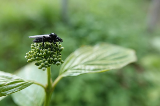 Natural closeup on a black European feverfly, Dilophus febrilis, sitting on top of a flowerbud