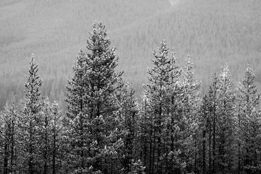 Pine trees in forest wilderness during snow storm blizzard falling