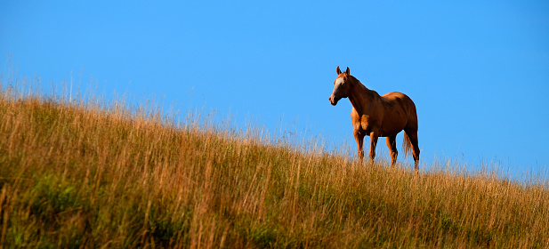 Horses grazing on a hillside pasture with blue sky and clouds