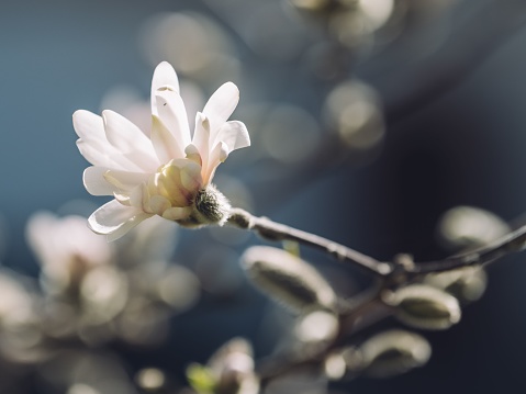 a white Star magnolia flower in bloom, perched atop a tree branch