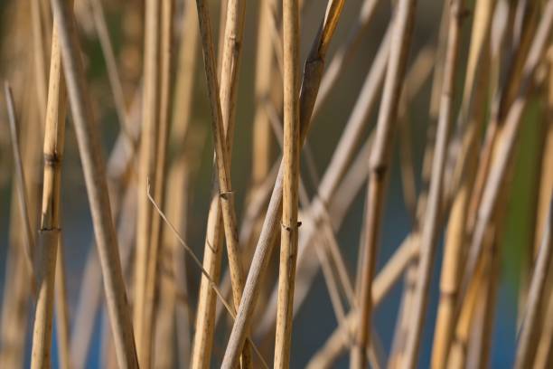 istock close-up view on brown reed stems, 1484851149