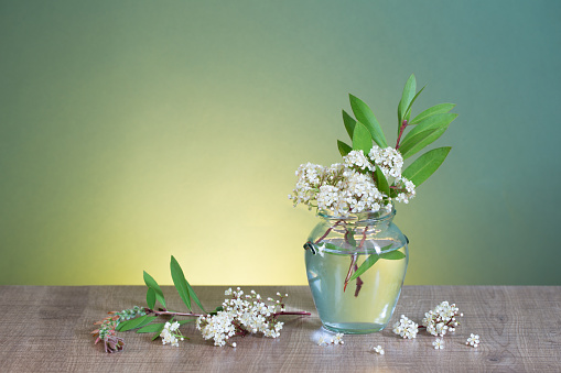 white spring flowers in glass jar on green background