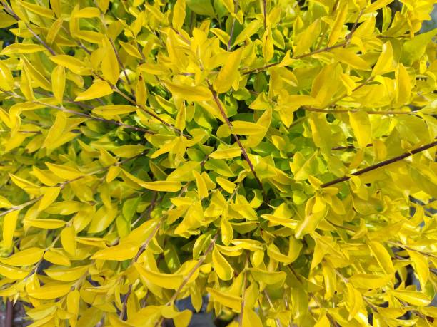 istock Forsythia.Yokneam.Israel 1484852501