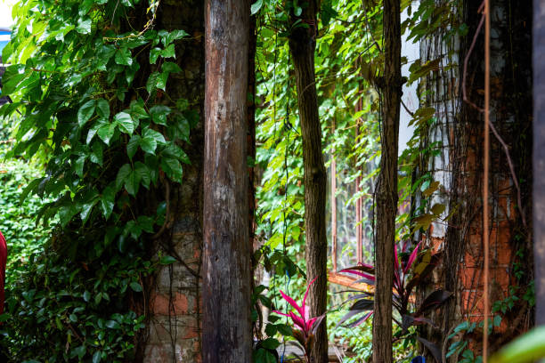 istock Buildings and cabins covered with greenery in the forest 1484852763