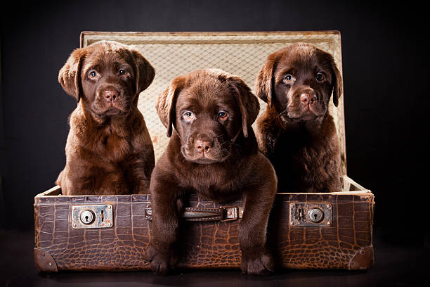Trzy szczeniaki Labrador retriever w stylu vintage z Walizka – zdjęcie