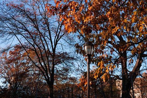 Streetlight street light or lamp illuminating autumn leaves at night