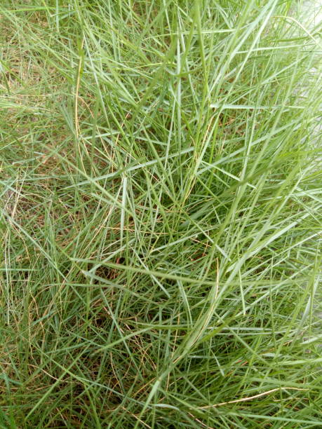 istock green grass closeup. green grass background 1484854412