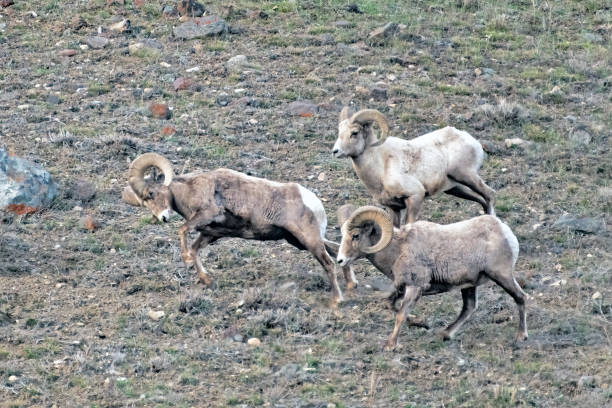 istock Big Horn rams running across cliff top 1484854763