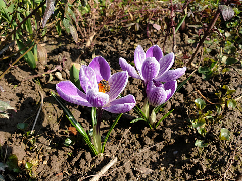 purple crocuses in the garden in the morning in the sun, banner with crocuses.