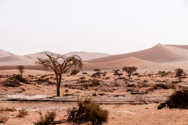 istock Desert landscape near Sossusvlei 1484856980