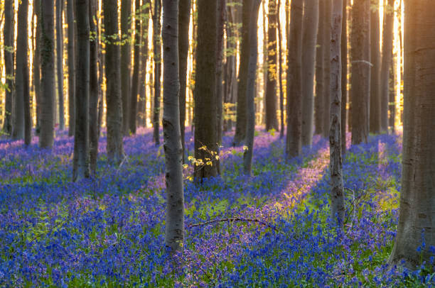 istock Sunrise illuminating bluebells 1484857134