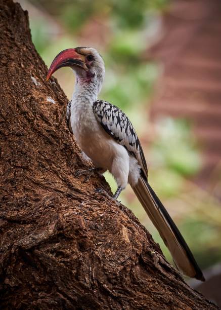 istock Red-billed toko perched atop a tree trunk 1484857936