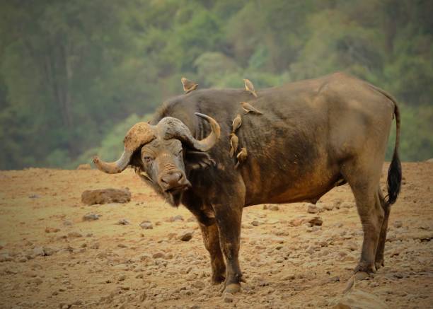 istock African buffalo with several birds perched on its body 1484857945