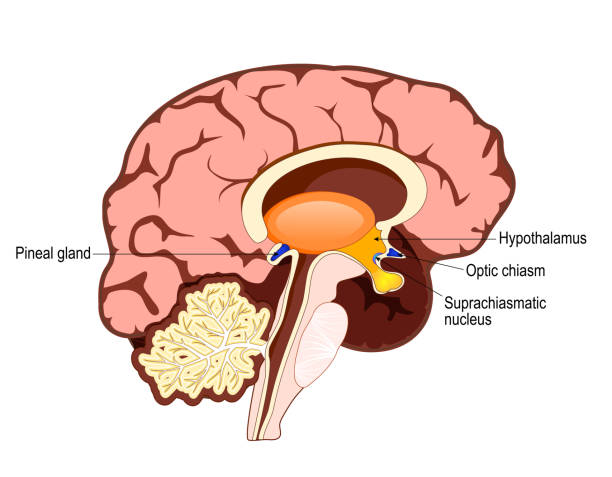 illustrations, cliparts, dessins animés et icônes de cerveau et régulation des rythmes circadiens - entrainment