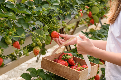 The girl collects large ripe red strawberries from the garden in a basket for the harvest. Strawberry picking by children, the summer season of delicious berries