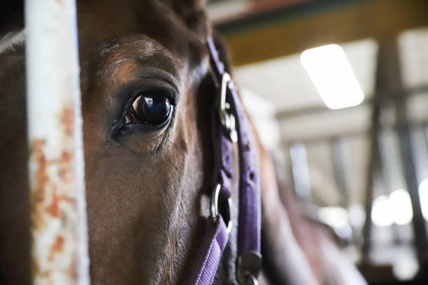 istock a eye of a brown horse. 1484860084