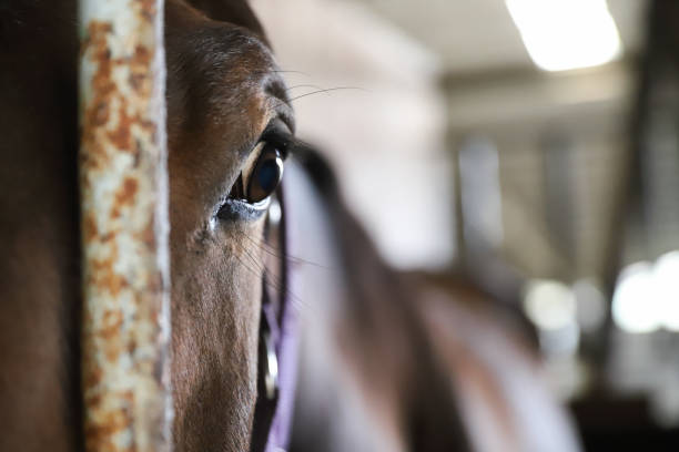 istock a eye of a brown horse. 1484860103
