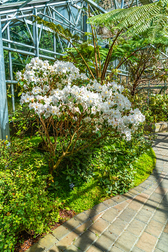 White blooming flowers in a greenhouse at the Rhododendron Speices Botanical Garden in Federal Way, Washington.