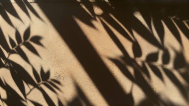 istock Shadow of floral patterns cast over a beige wall 1484862414
