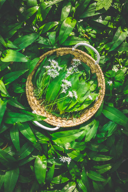istock Freshly picked wild garlic, ramson (allium ursinum) in a basket in forest. 1484862428