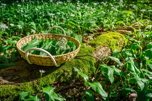 ail sauvage fraîchement cueilli, ramson (allium ursinum) dans un panier en forêt. - herbal medicine nature ramson garlic photos et images de collection