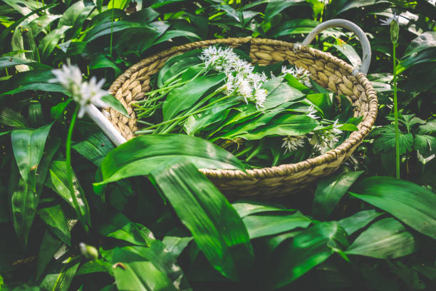 istock Freshly picked wild garlic, ramson (allium ursinum) in a basket in forest. 1484862434
