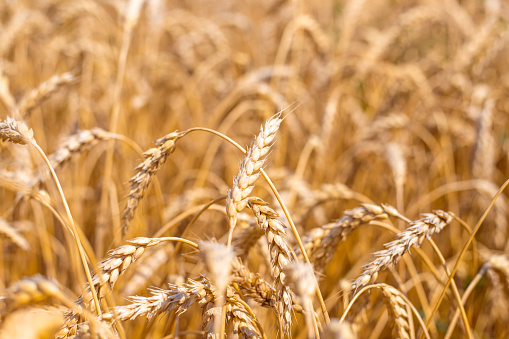 ripe ears with grains of wheat on an agricultural field, selective focus. Rich harvest of wheat