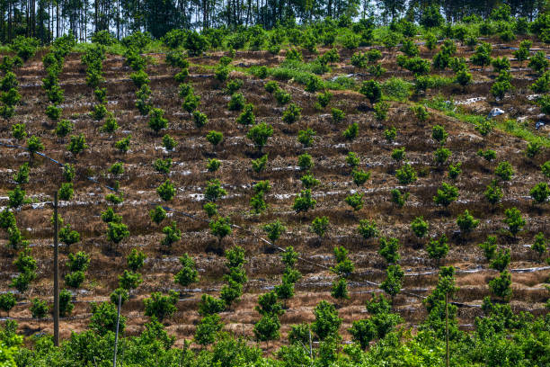 фруктовые деревья, выращенные в саду фермы на открытом воздухе - plowed field field fruit vegetable стоковые фото и изображения