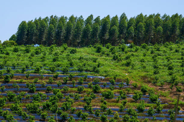 фруктовые деревья, выращенные в саду фермы на открытом воздухе - plowed field field fruit vegetable стоковые фото и изображения