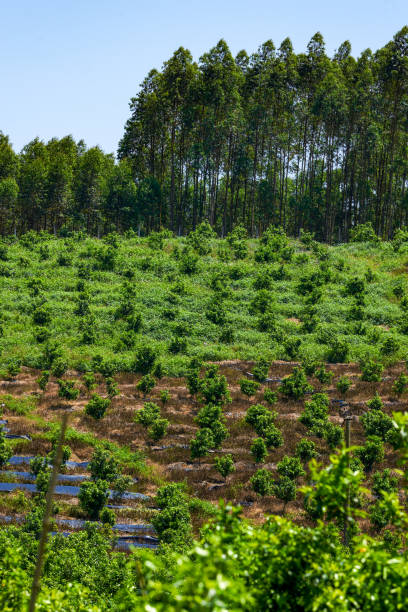 фруктовые деревья, выращенные в саду фермы на открытом воздухе - plowed field field fruit vegetable стоковые фото и изображения
