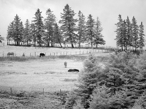 Horses graze in a rural landscape. Photographed in infrared.