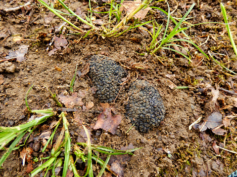 Perigord summer truffles (Tuber aestivum), known as the black diamond, discovered poking out of the ground