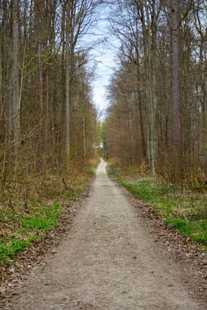 istock Walking path in the forest. Early spring in the forest. There is also a bare forest and a walking path through the forest. Walking path in the forest of the city of Kelheim, Bavaria, Germany. Very long Footpath. 1484868145